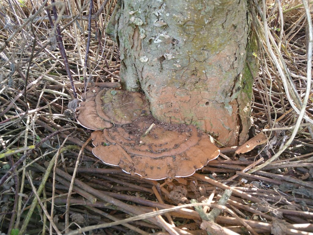 Bracket fungus