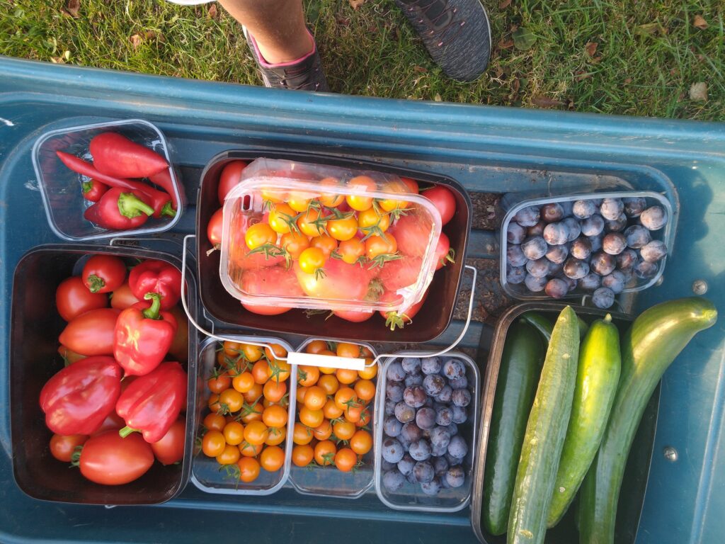 harvest