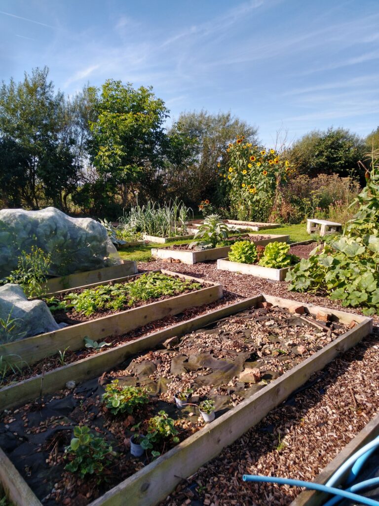 Veg beds in September