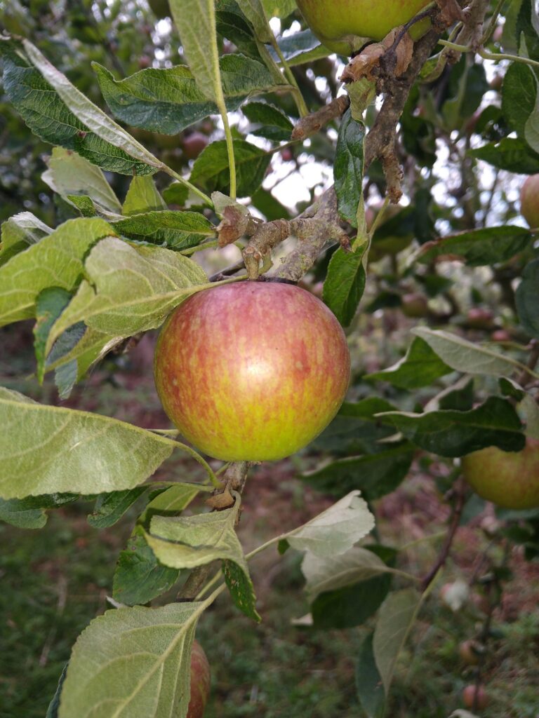 apple