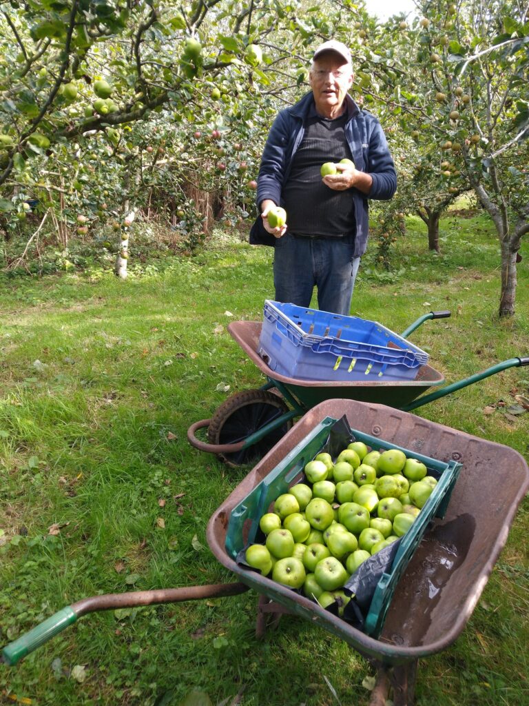 apple picking