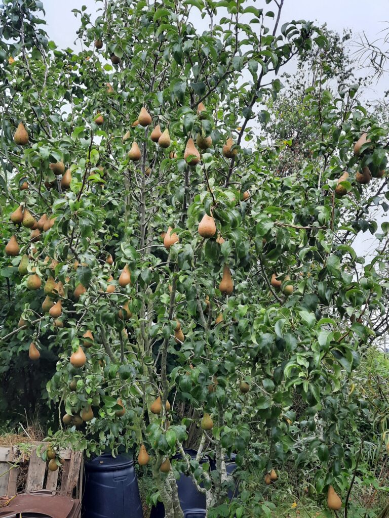 Pears