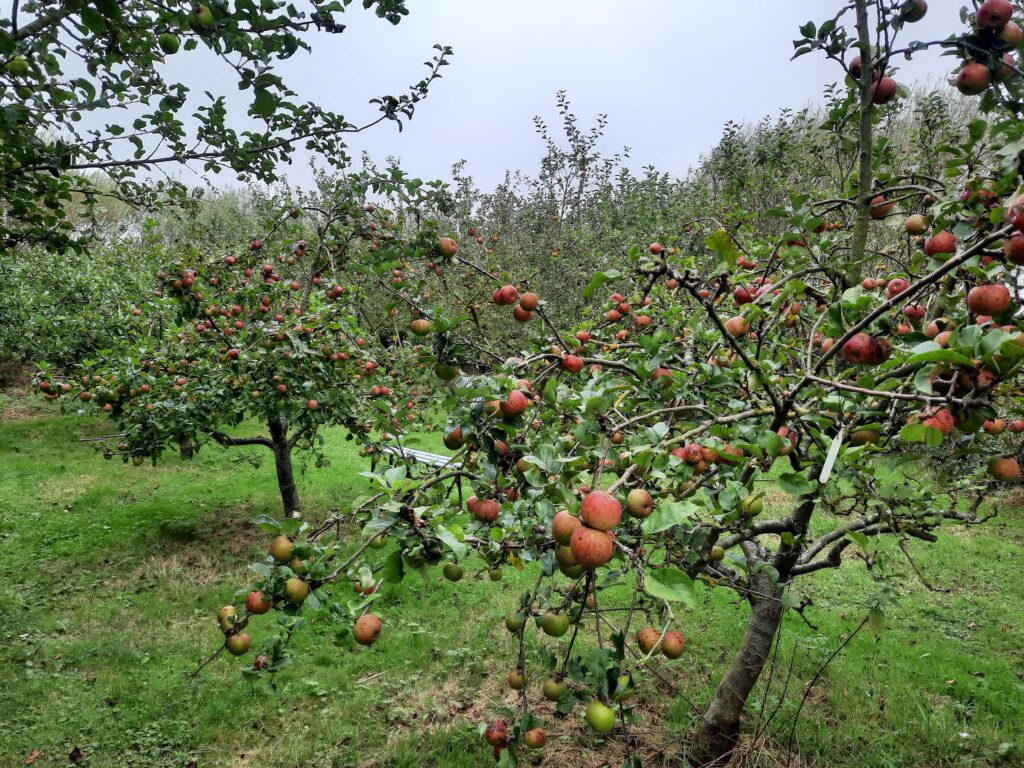 Apples