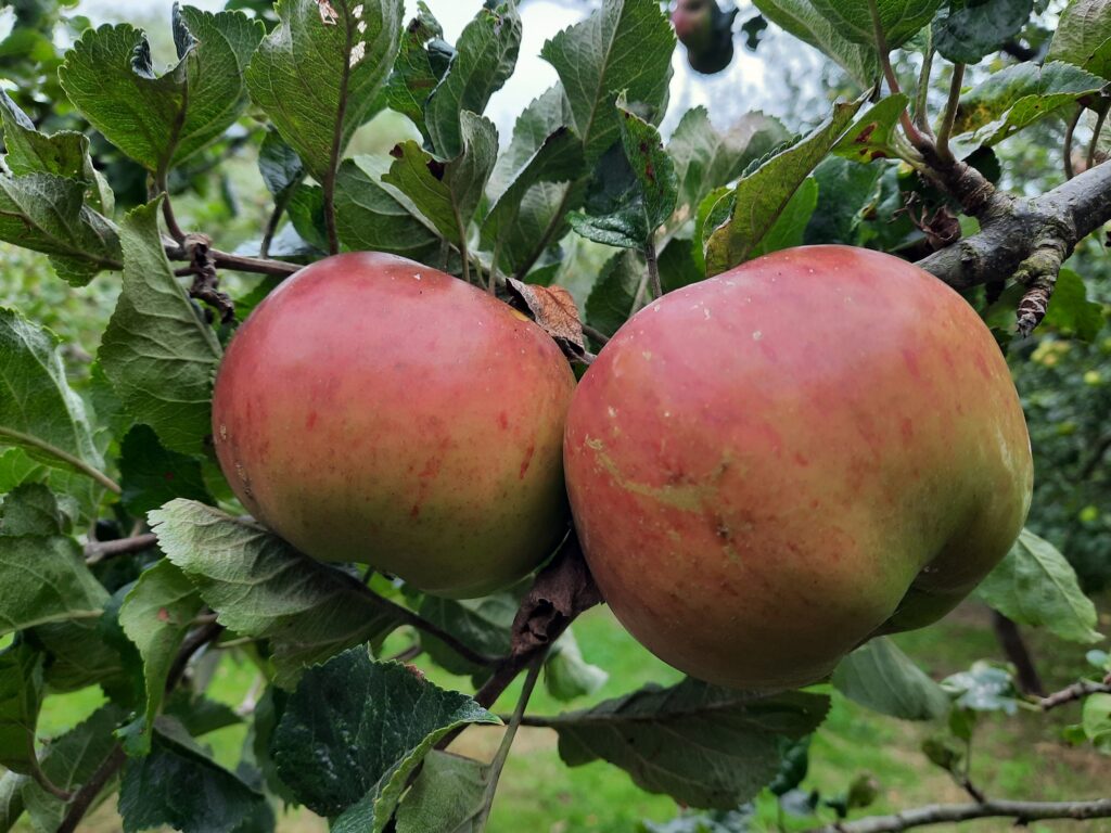 Apples
