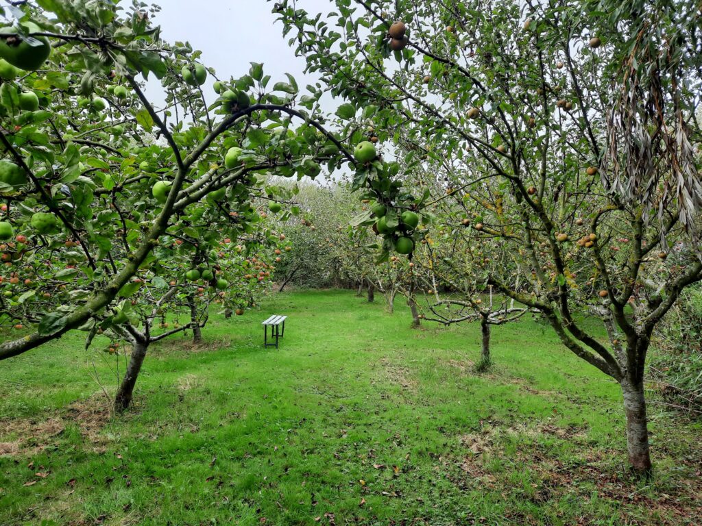 apples