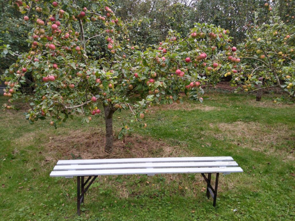 New orchard bench