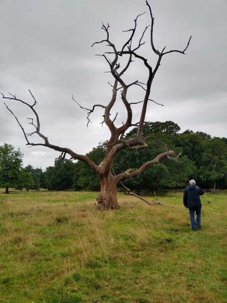 Lightening tree