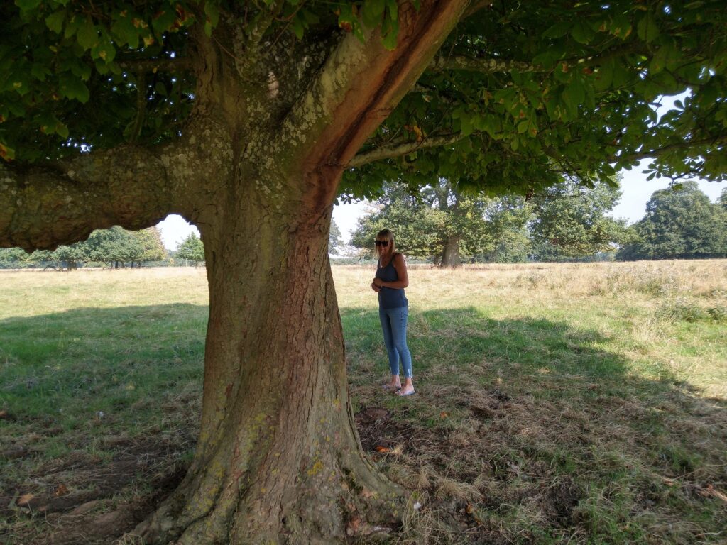 Conker hunting