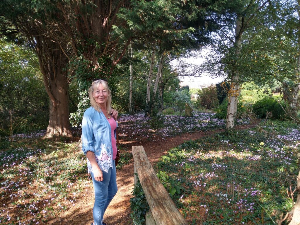 Cyclamens