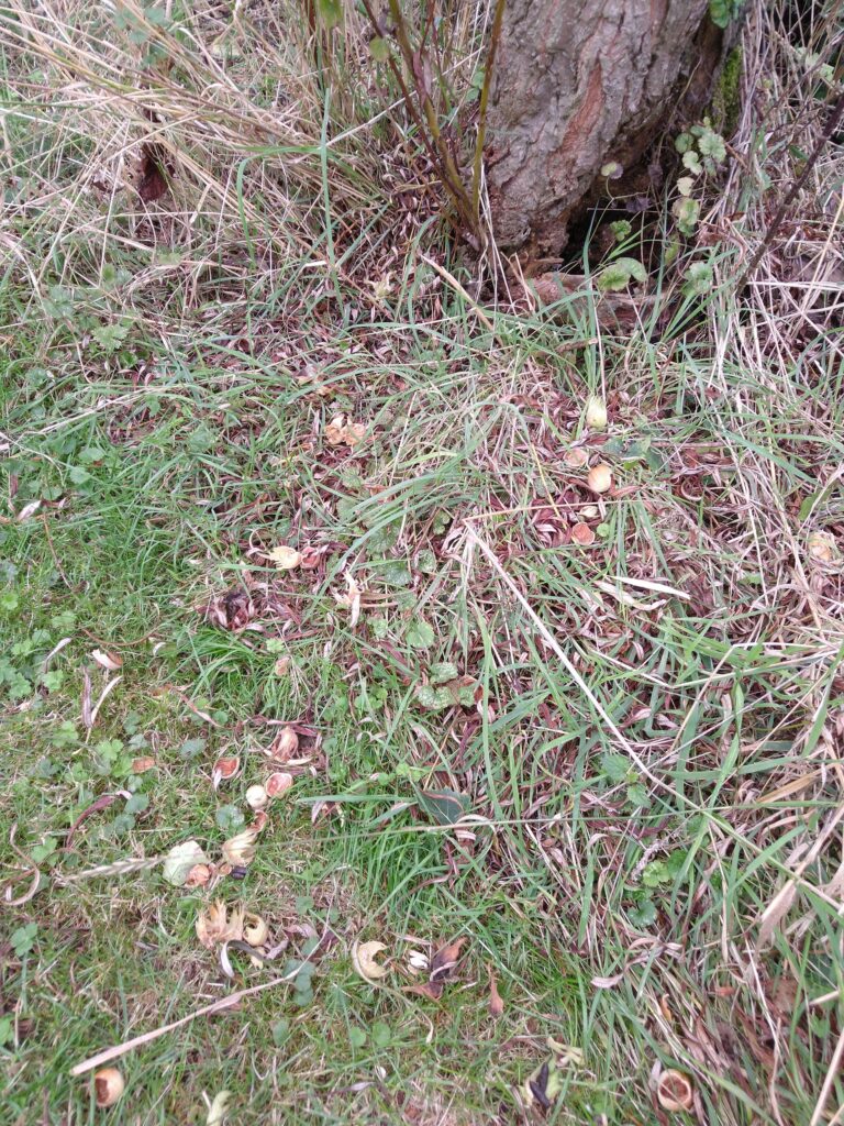 Squirrel at hazellnuts