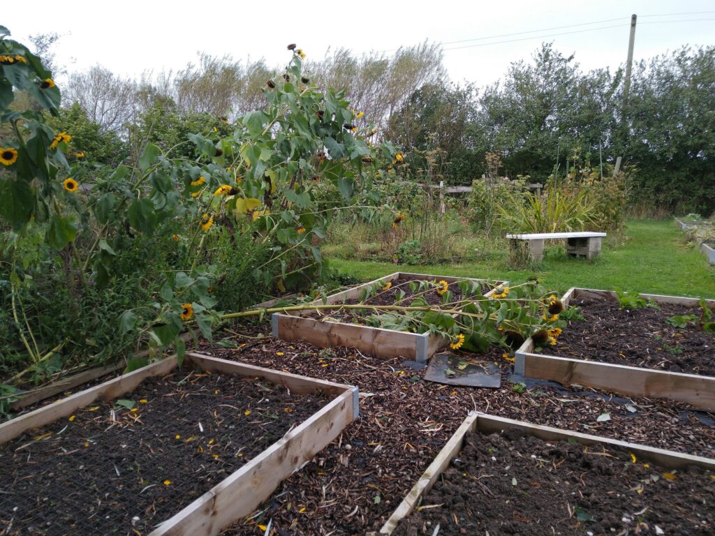Sunflower down