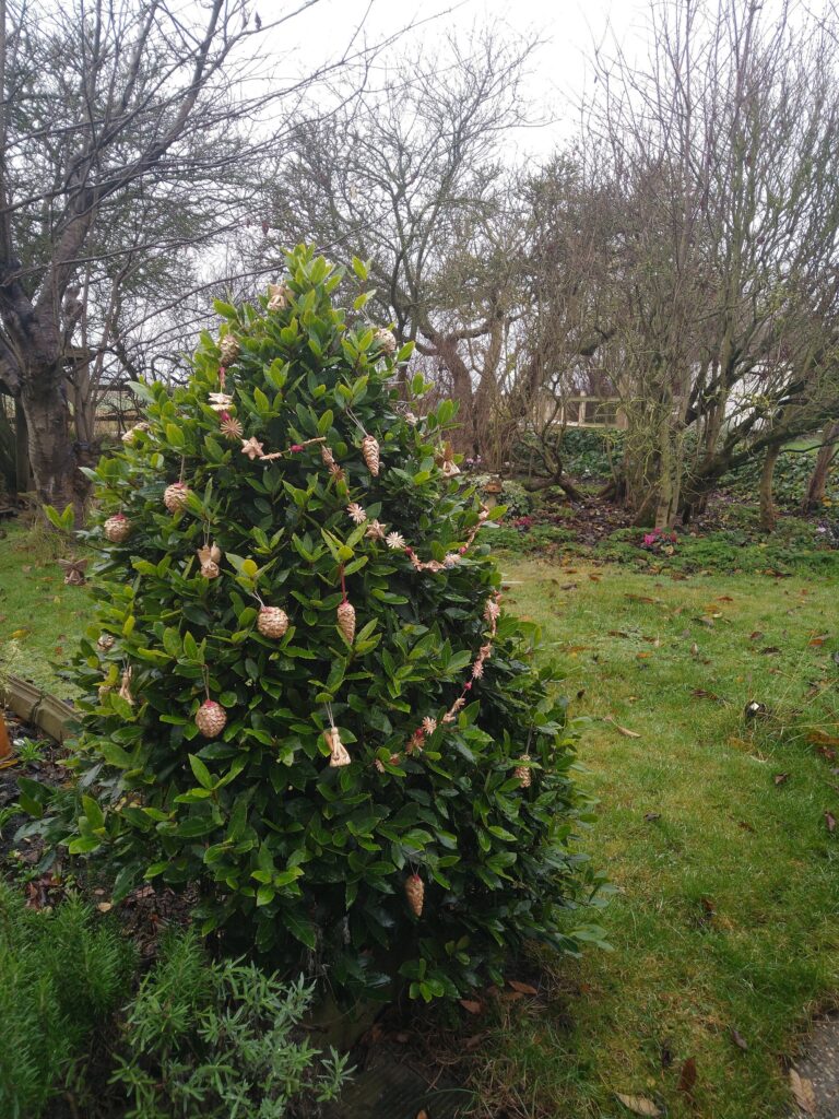 Bay Tree