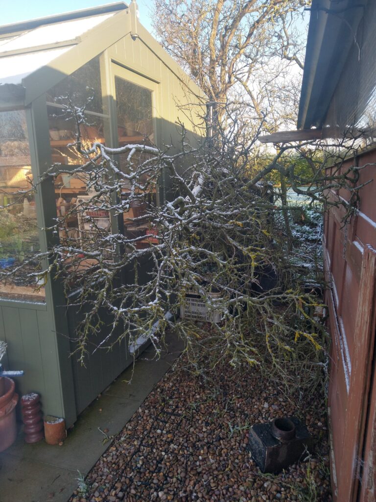 Damson down