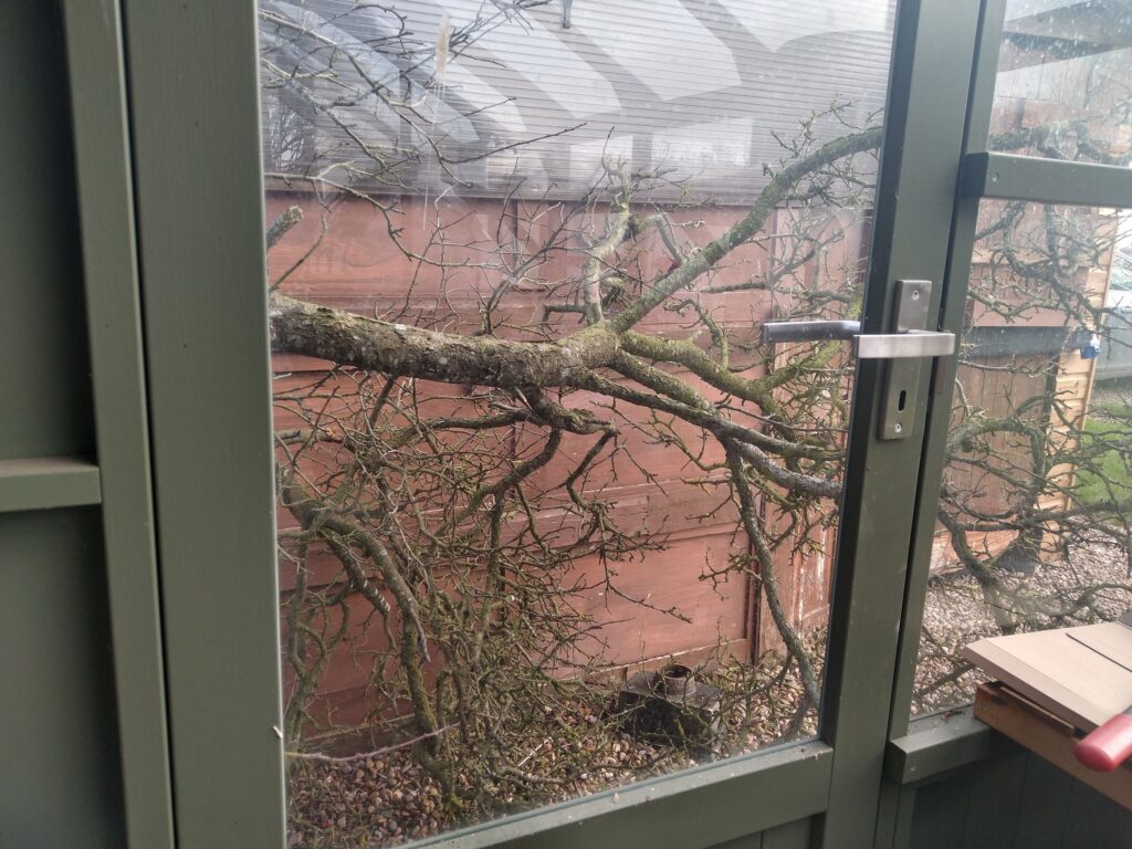 Damson down