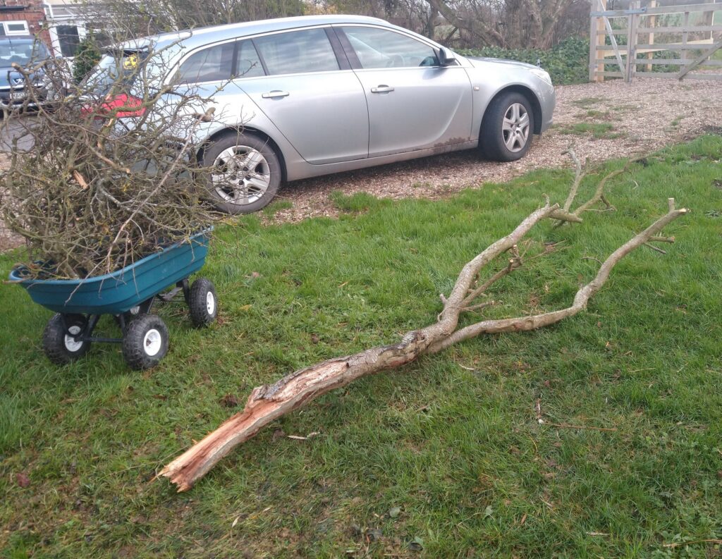 Ready to become firewood