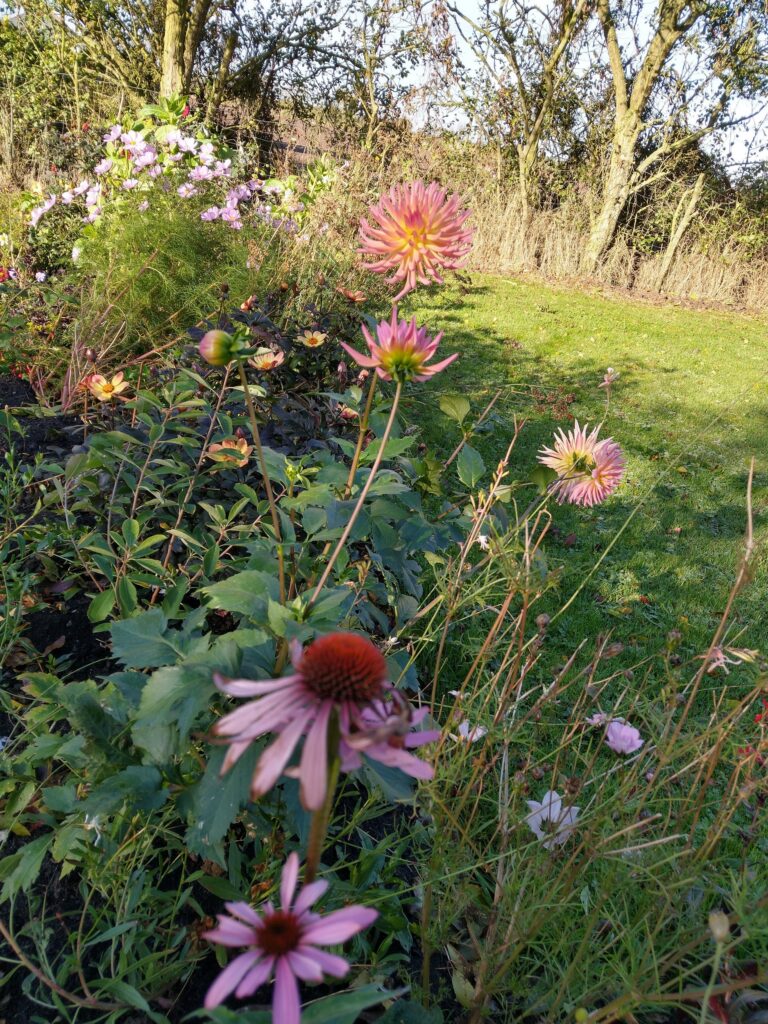 Late Colour