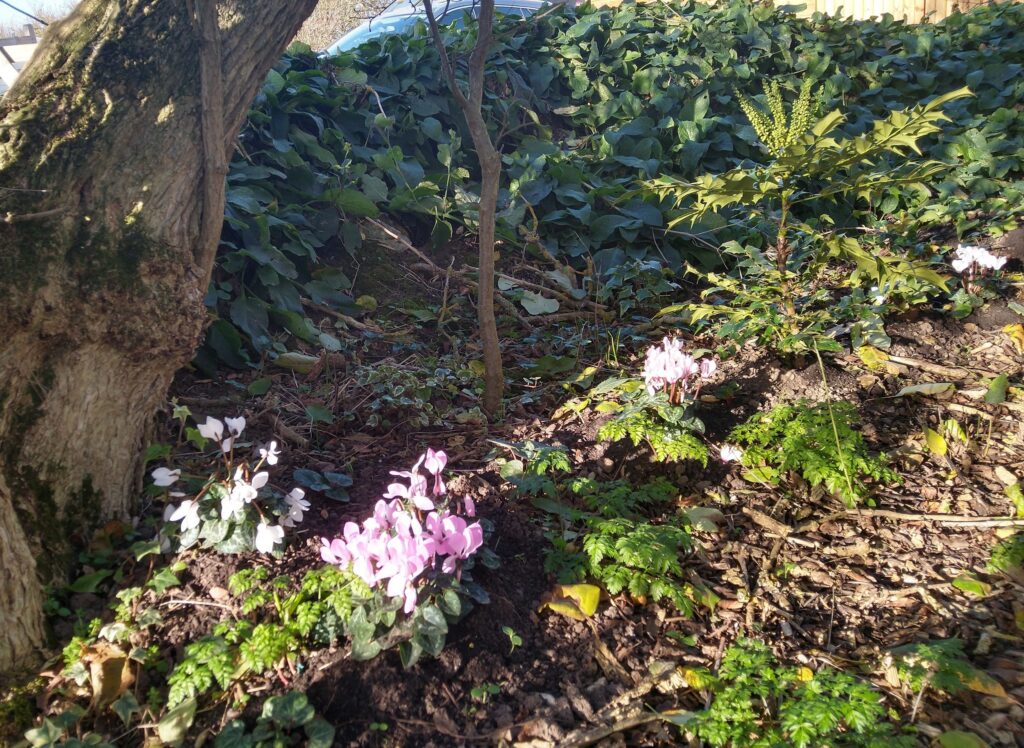 Woodland cyclamen