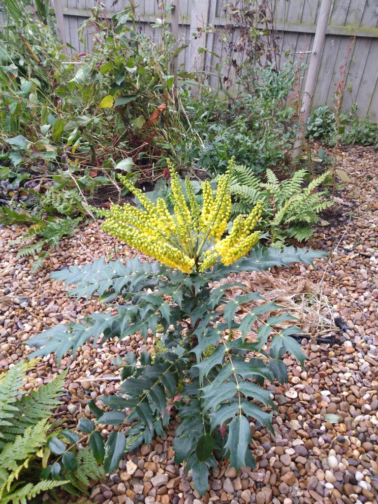 Mahonia