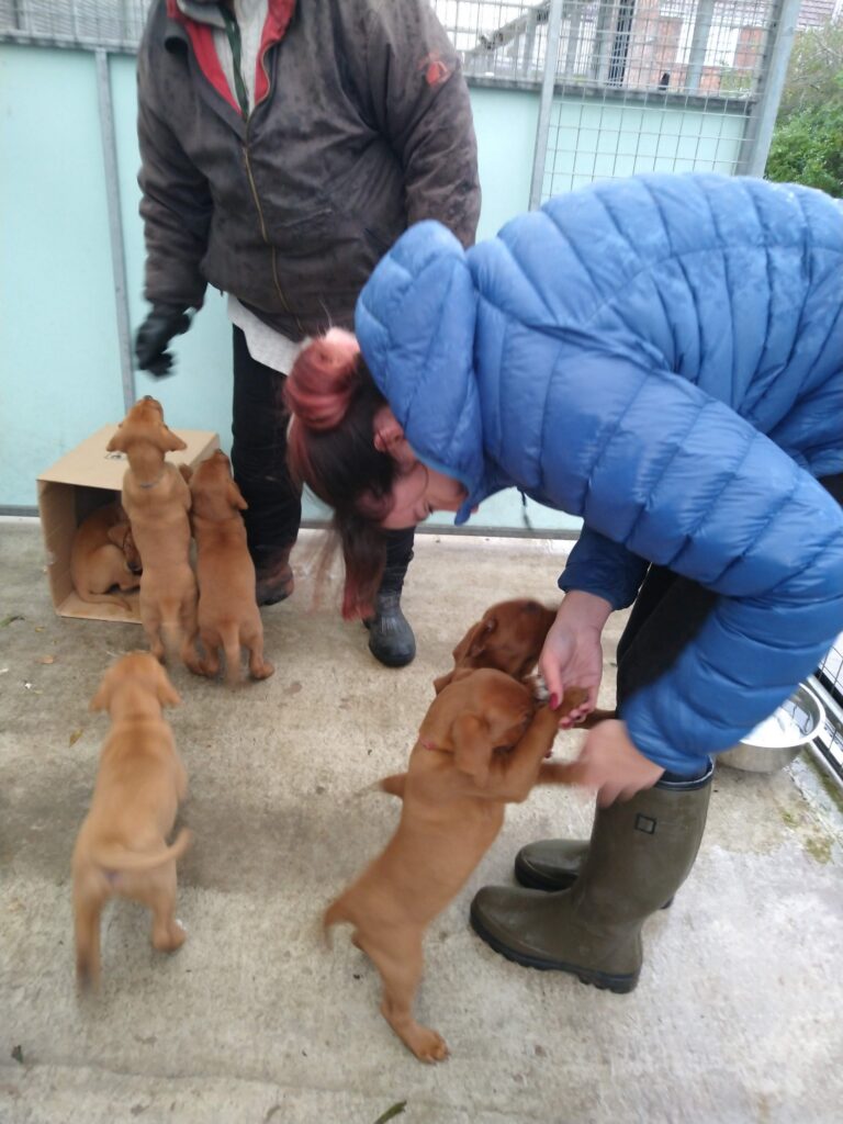 Puppies