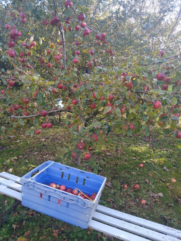 Saturn apples