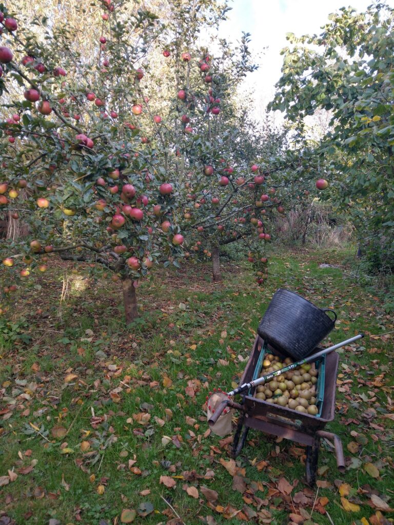 Apples
