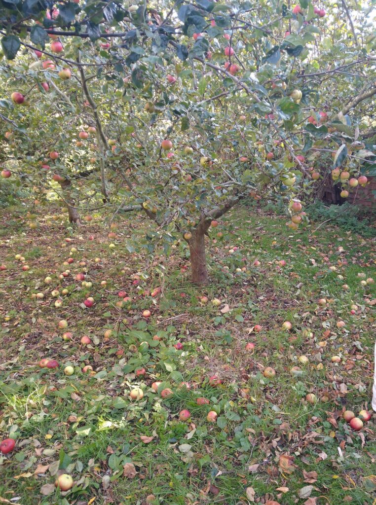 Windfalls