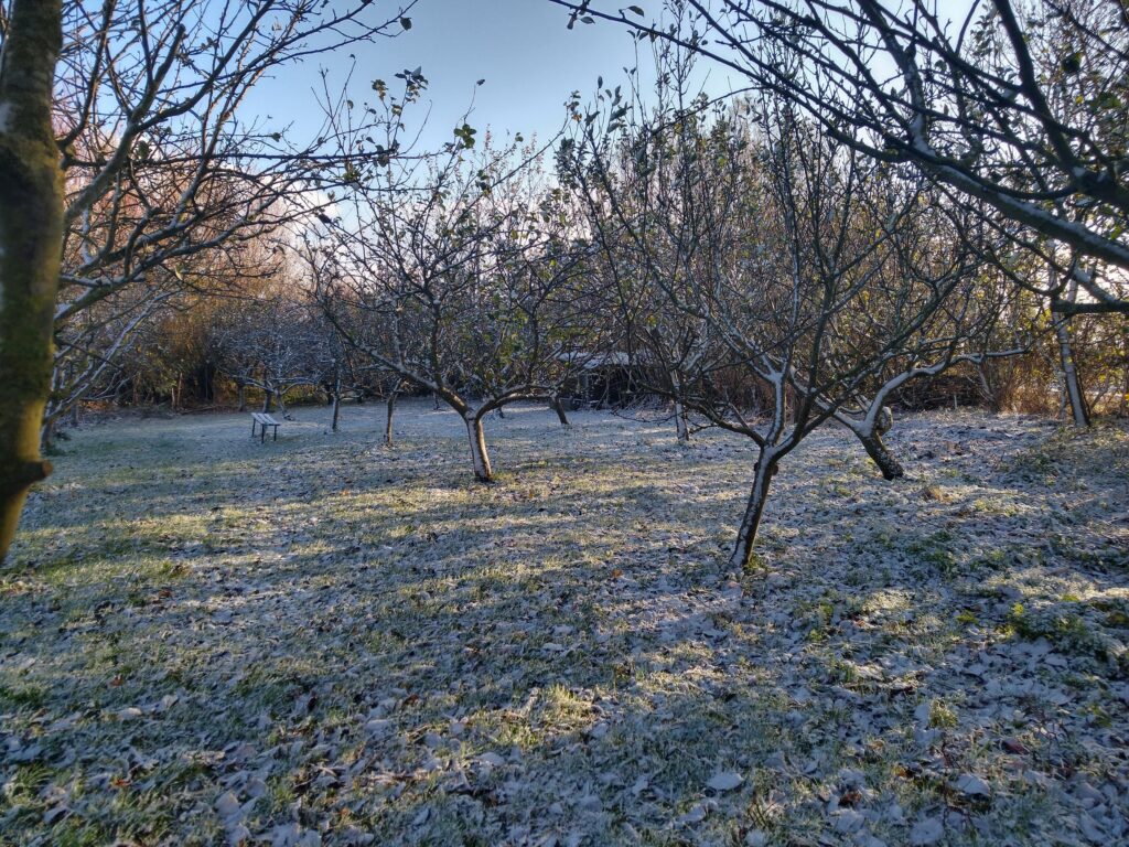 Orchard in snow