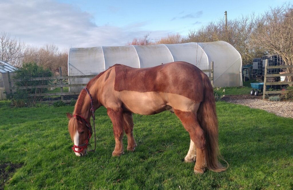 New lawnmower