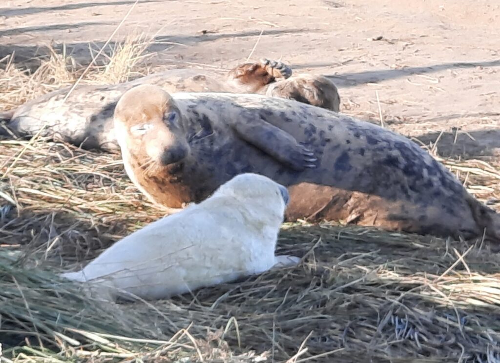 Mum and baby seal