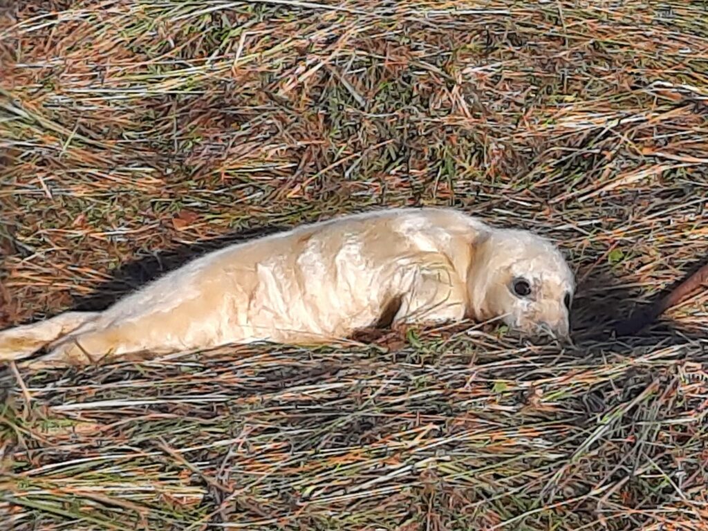 Baby seal