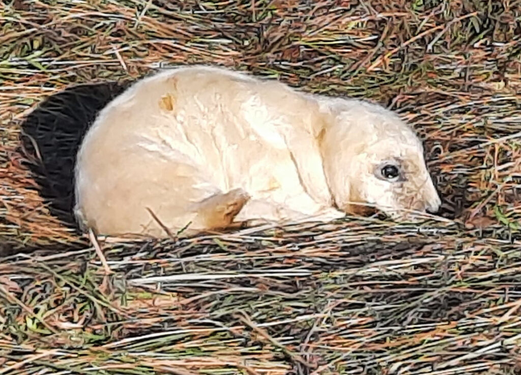 Cute baby seal