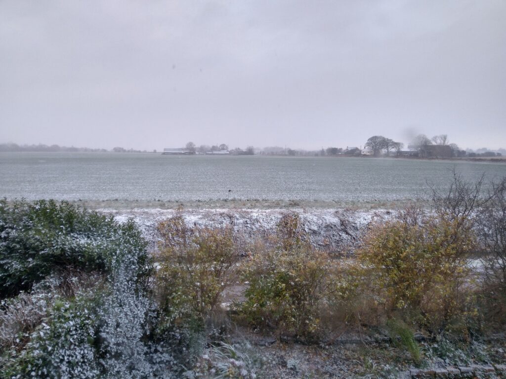 Wintery field