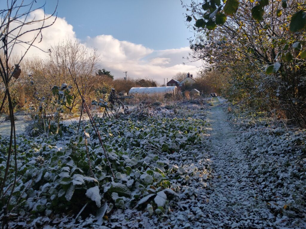 Wintery veg garden