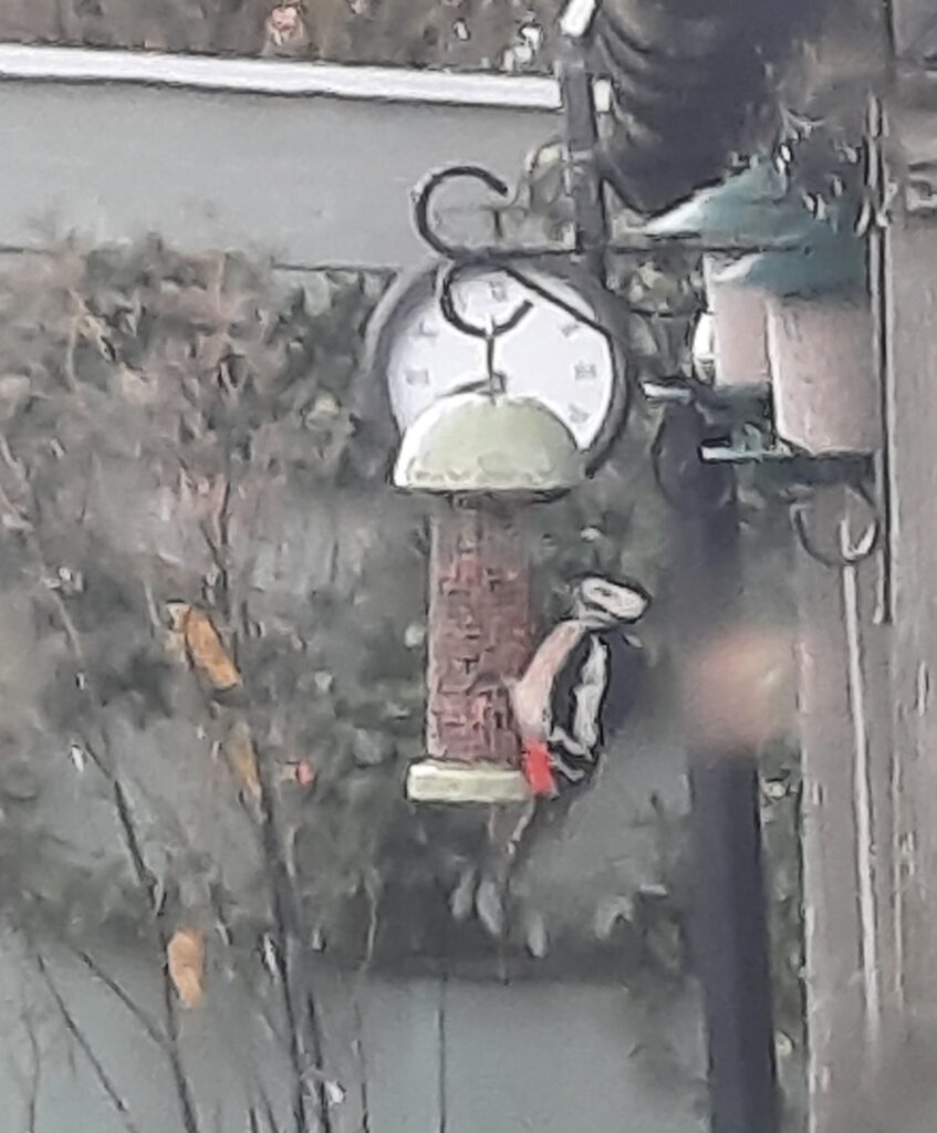 Woodpecker